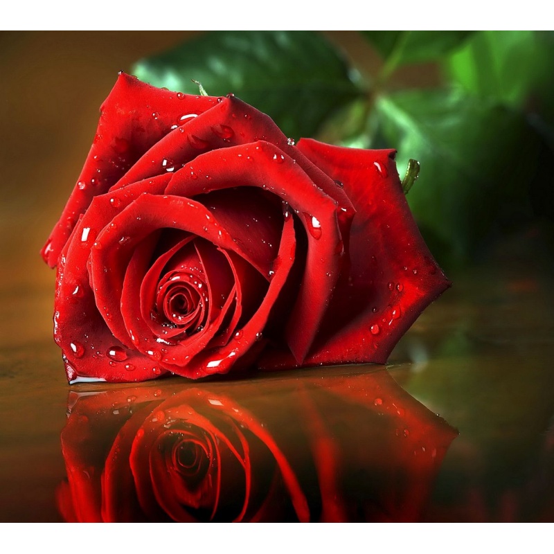 FRESH CUT ROSE