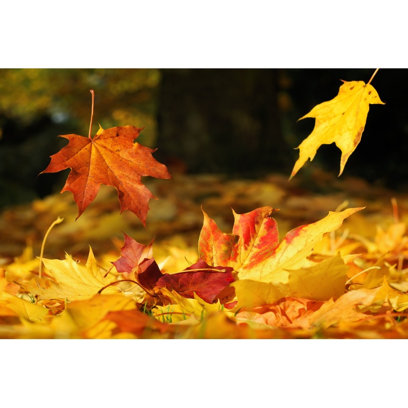 LEAVES