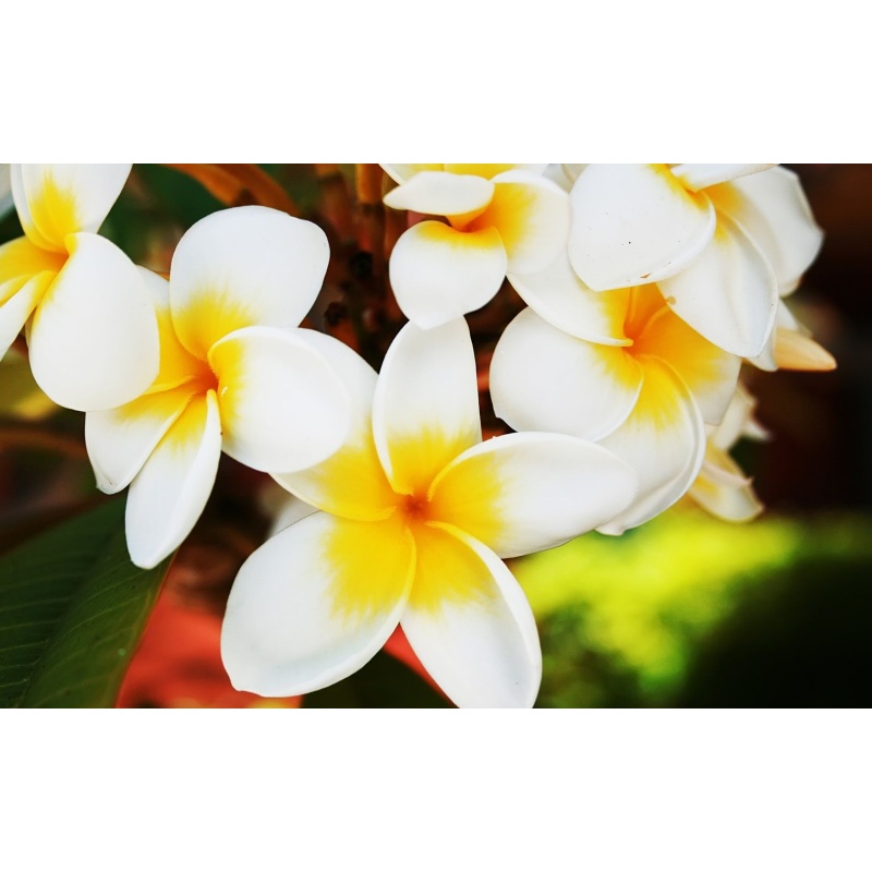 JASMINE