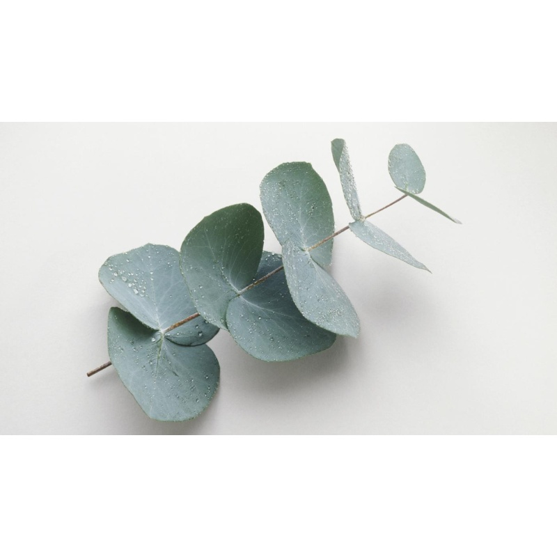 EUCALYPTUS MINT