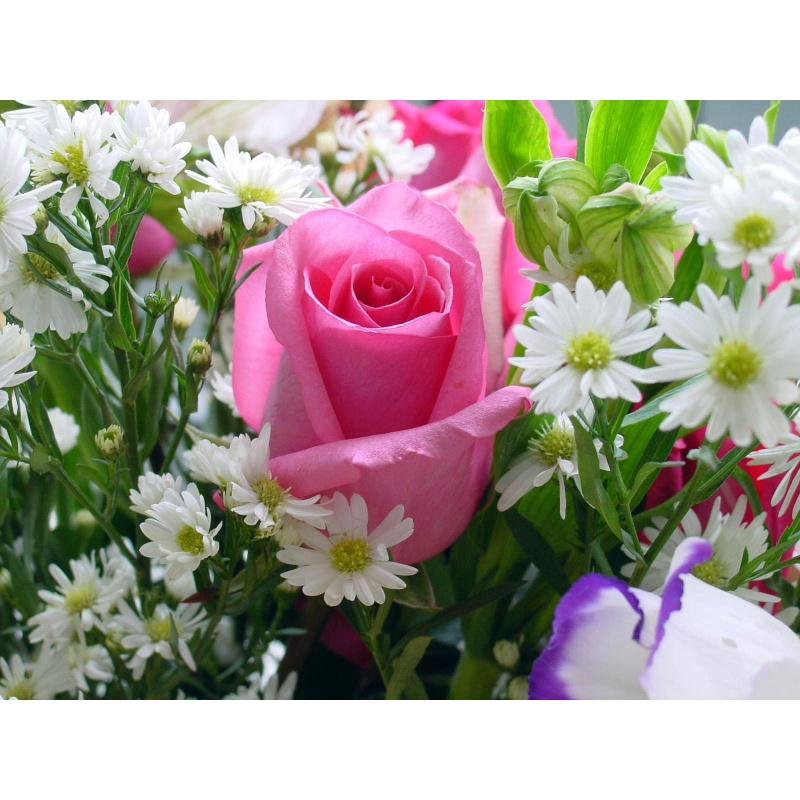 ROSE & JASMINE